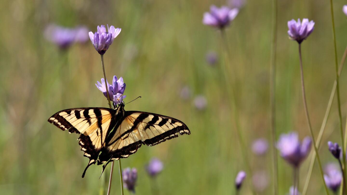 A swallowtail butterfly lands on wildflowers called blue dicks, part of what you'll find on a hike. So to begin...