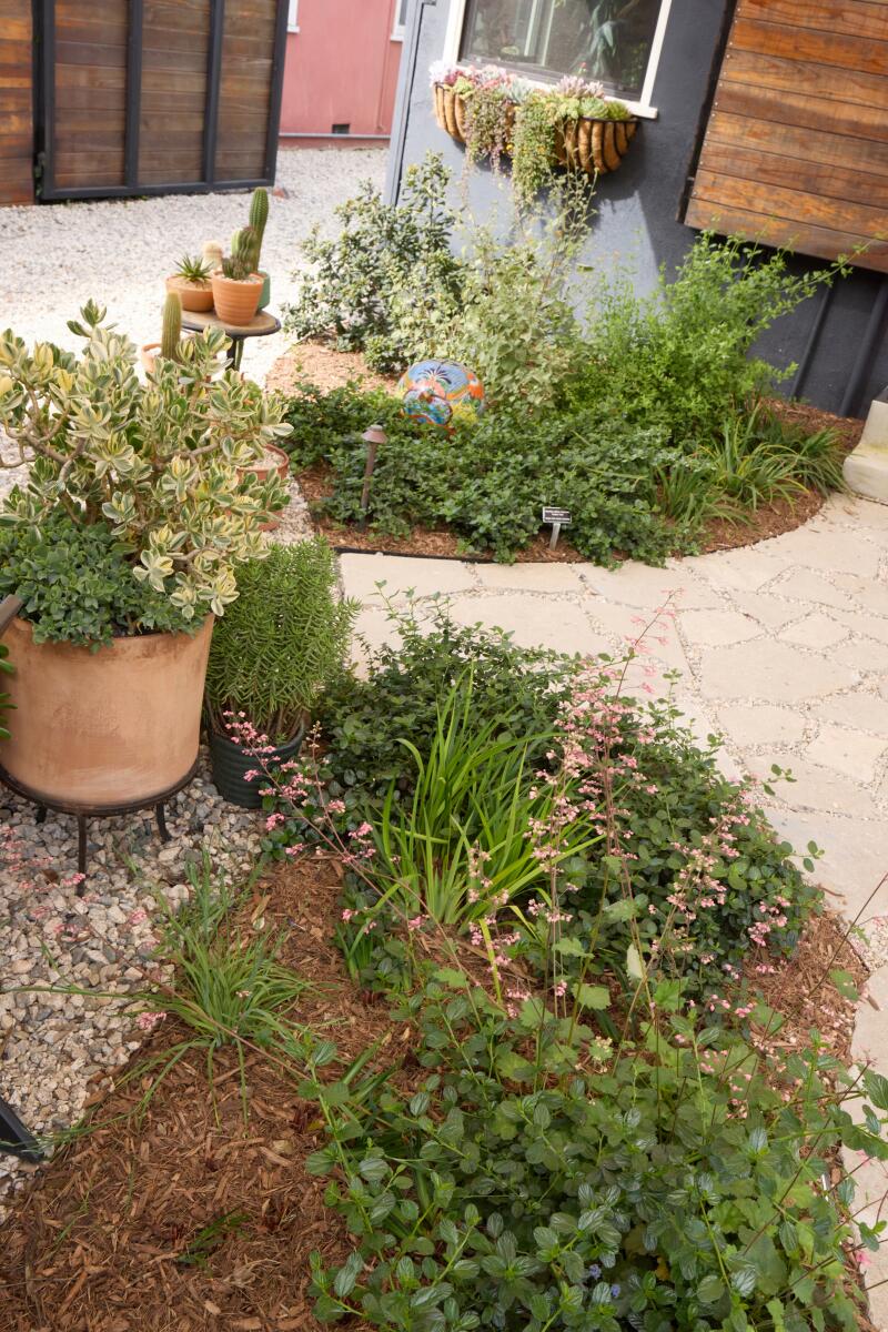 Broken concrete provides a walkway around planting areas and pots of succulents.