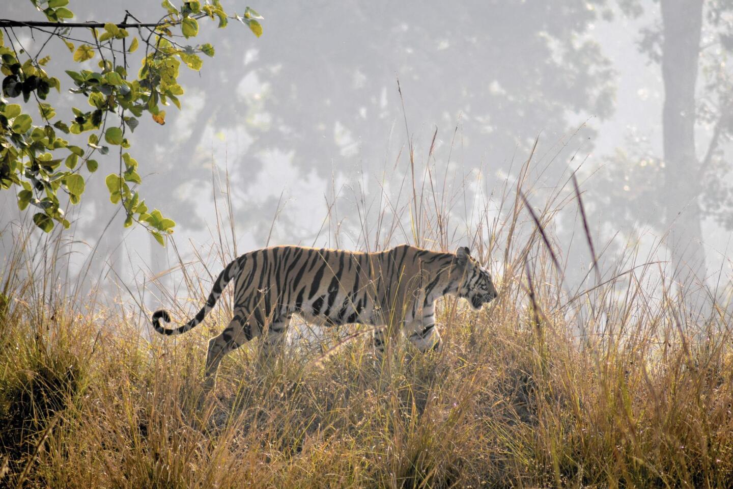 A tigress walks along a ridgeline in Kanha National Park.
