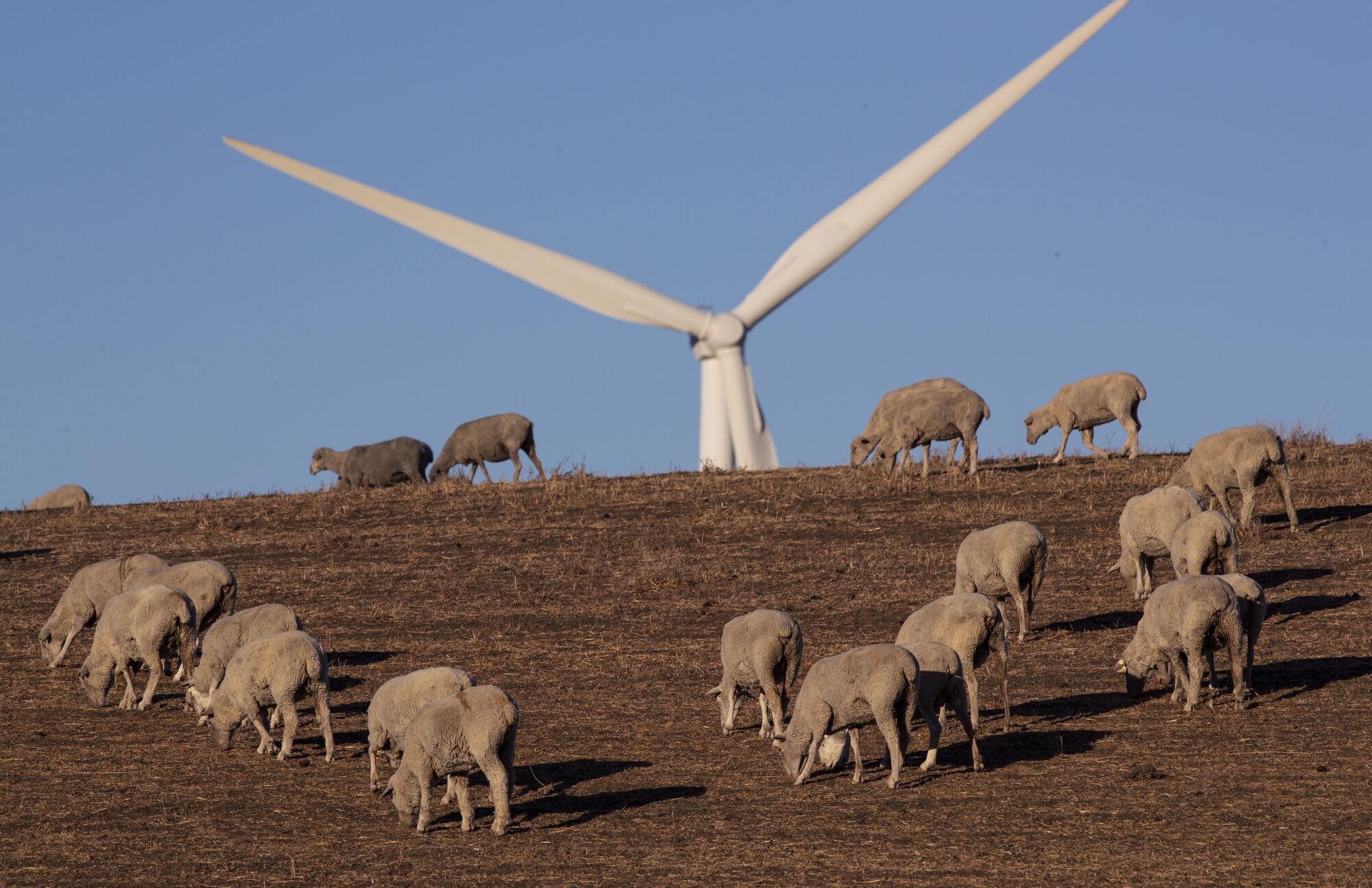 Sheep near a wind turbine.