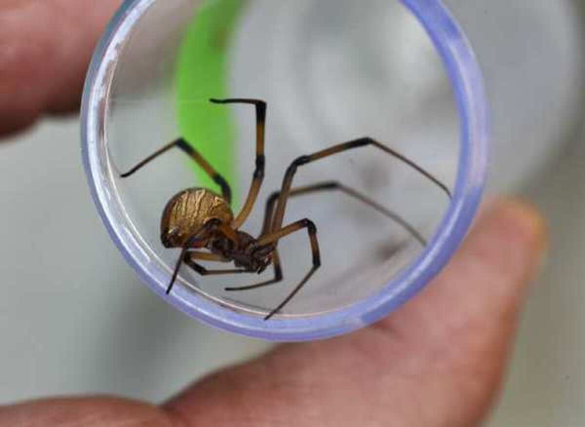 A brown widow spider collected in Irvine. The species is a relatively recent arrival to Southern California.