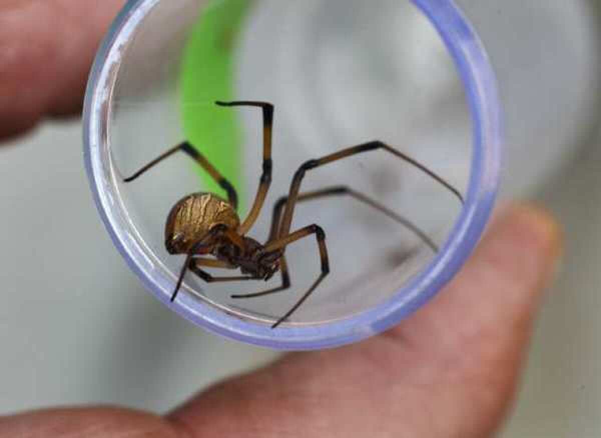 Black and Brown Widow Spiders