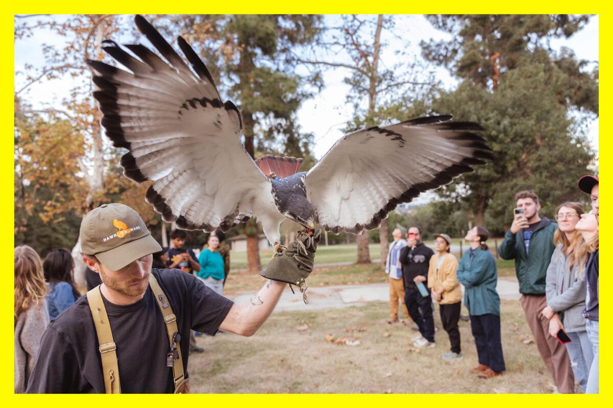 A human with a gloved hand holds a large hawk as folks nearby take photos on their phones.
