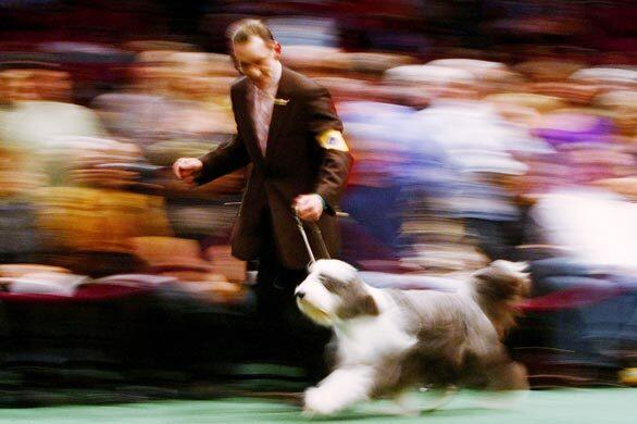 A handler runs with his bearded collie during the 133rd Annual Westminster Kennel Club Dog Show at Madison Square Garden Monday in New York City. The Westminster Kennel Club Dog Show is considered the most important in the United States.