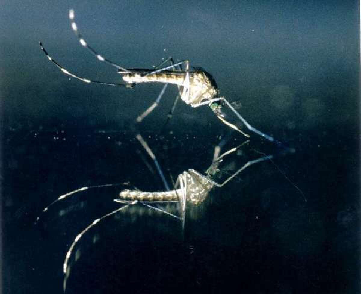 Mosquitoes are major vector of diseases in the tropics.