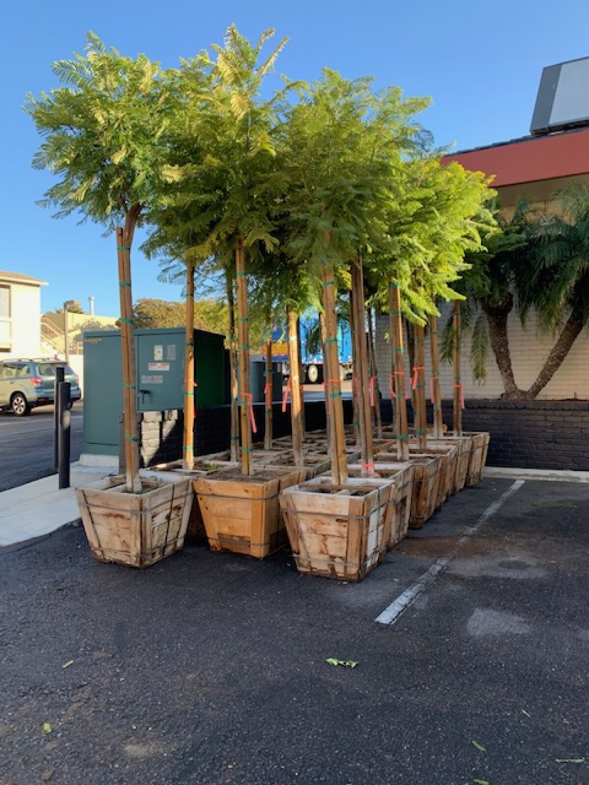 Donated jacaranda trees are pictured ready to be planted.