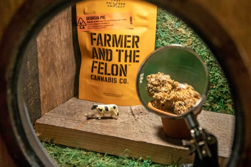 WEST HOLLYWOOD, CA - NOVEMBER 09, 2022 - Looking through a port hole one can see an enlarged flower of Georgia Pie strain from Farmer and The Felon Cannabis CO. at the Woods dispensary, November 09, 2022, in West Hollywood. (Ricardo DeAratanha / Los Angeles Times)