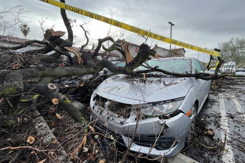 LOS ANGELES, CA - JANUARY 15: Damaged cars sit beneath a fallen tree at the El Camino Shopping Center on Mulholland Drive in Woodland Hills on Sunday, Jan. 15, 2023. The tree fell Satuday night trapping some people inside the cars. (Myung J. Chun / Los Angeles Times)