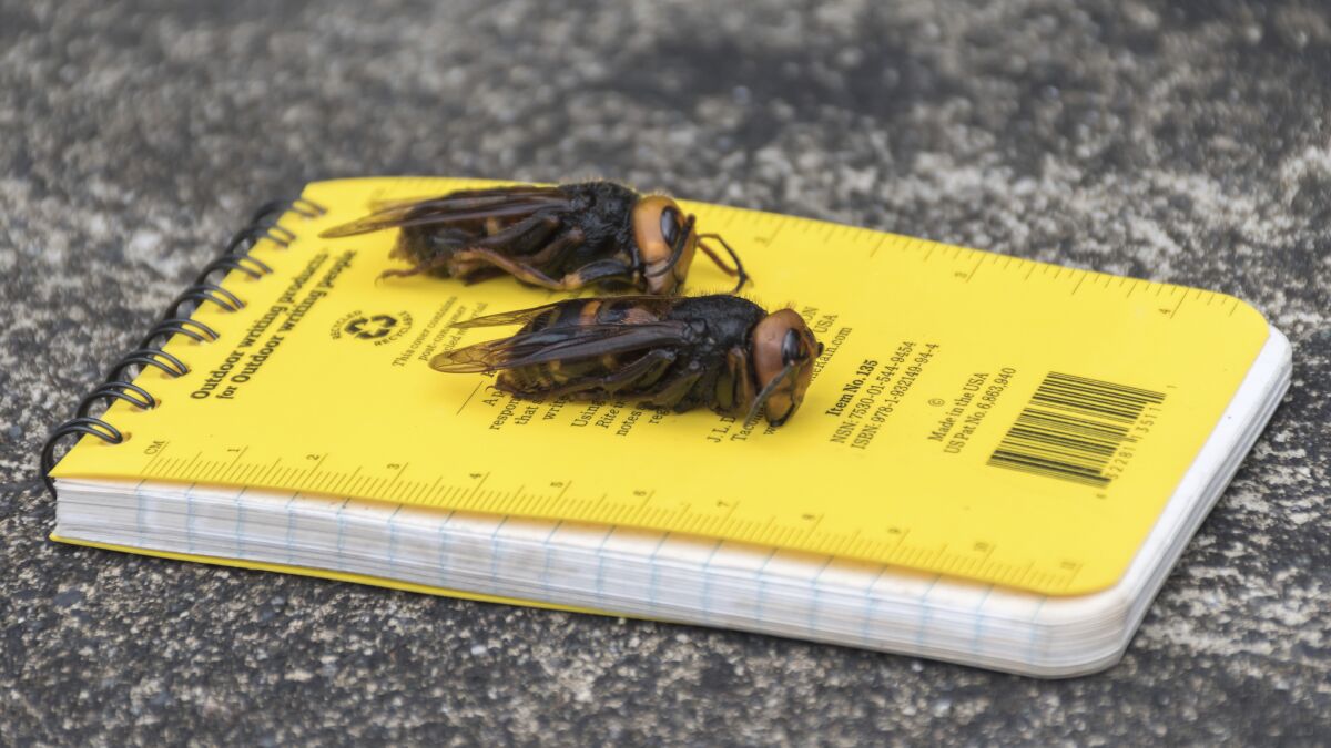 Asian giant hornets on a notepad for scale