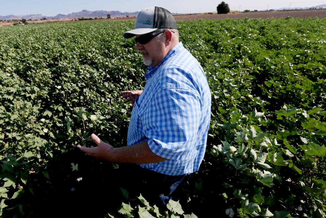 Farmer Brad Robinson looks over his cotton crop in the fields near Blythe.