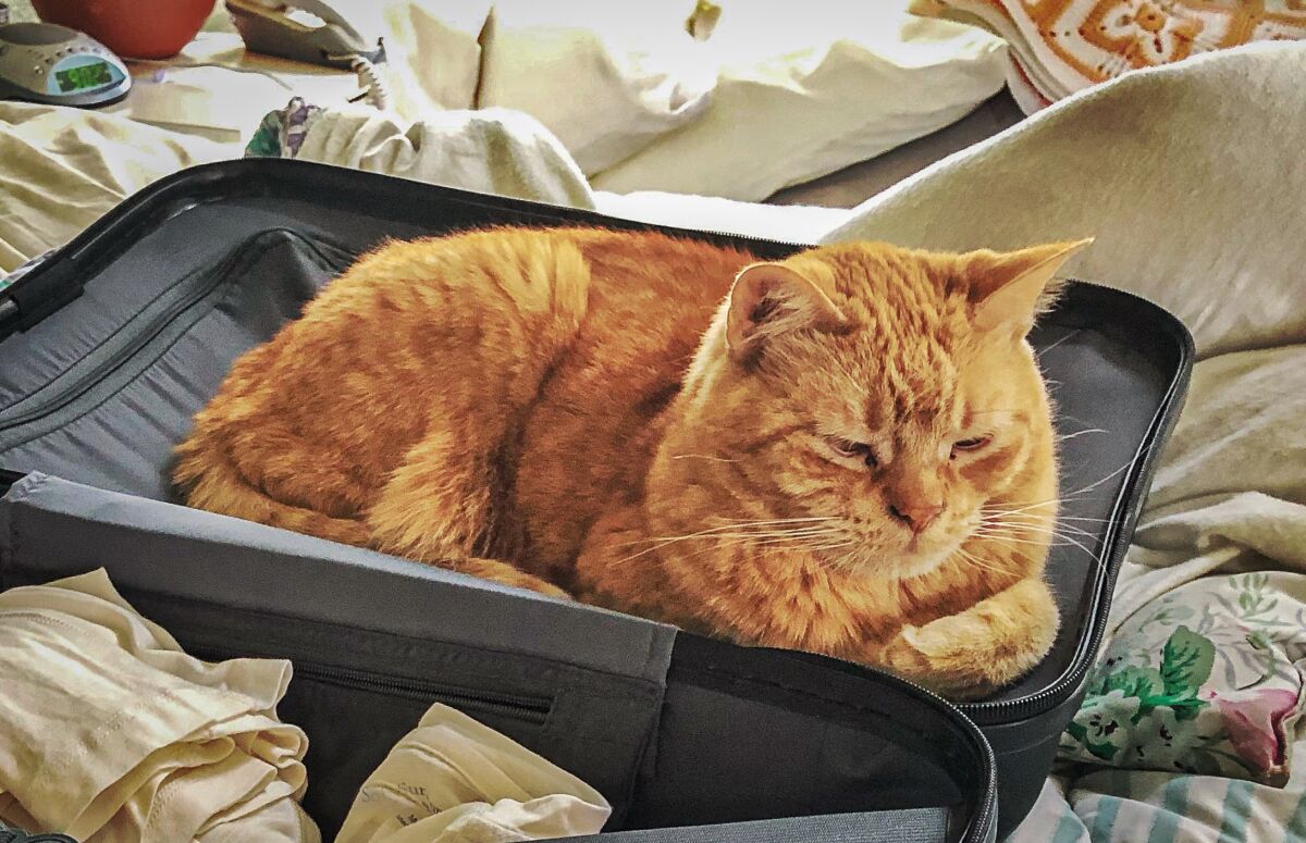 Peackoe ready to travel in a suitcase.