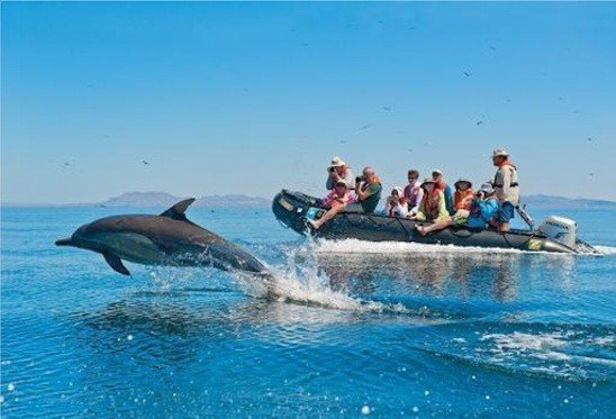 Trip participants track dolphins from a Zodiac boat in Mexico's Sea of Cortez.