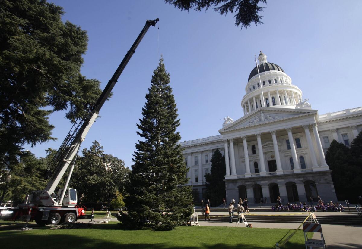 A crane places the state Christmas Tree in front of the Capitol in Sacramento.