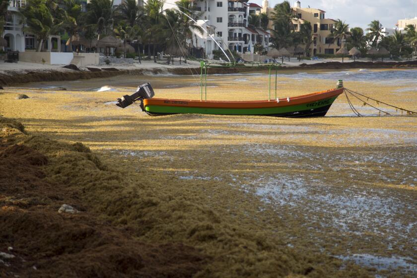 A boat floats on the water, surrounded by sargassum, a seaweed-like algae, in Bahia La Media Luna, near Akumal in Quintana Roo state, Mexico, Aug. 5, 2018. With more algae spotted floating out at sea, experts fear that 2022 could be as bad or worse than the catastrophic year of 2018, the biggest sargassum wave to date. (AP Photo/Eduardo Verdugo, File)