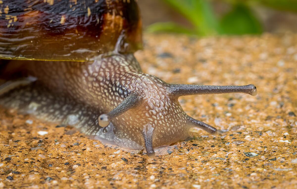 A close-up shows a snail's four tentacles.