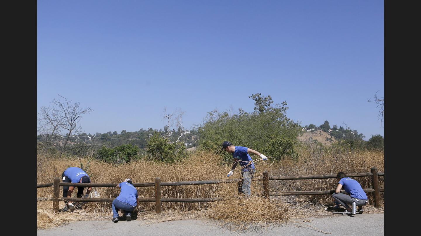 Photo Gallery: Volunteers remove invasive plant species during the Nestle and SCA Habitat Restoration Project at Debs Park in Los Angeles