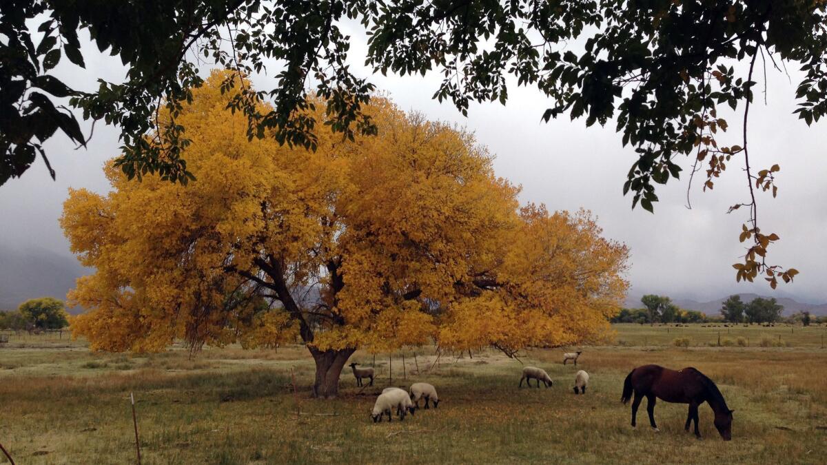 Fall colors are abundant as sheep and horses graze in Bishop, Calif.
