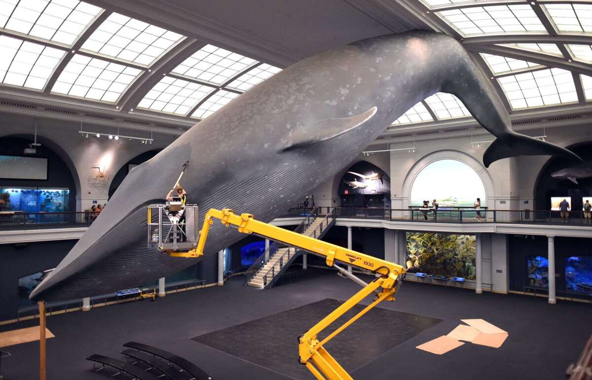 The famous model of a blue whale at the American Museum of Natural History in New York recently got a cleaning.