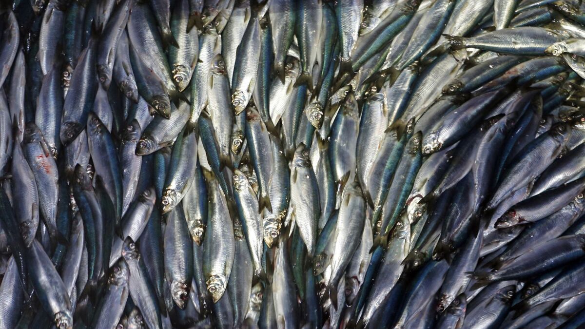 Herring are unloaded from a fishing boat in Maine. A new study projects that a warmer world may lose a billion tons of fish and other marine life by the end of the century.