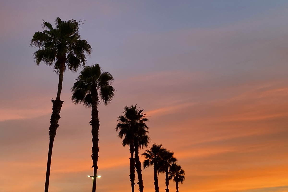 A row of palm trees as evening sunlight colors the clouds