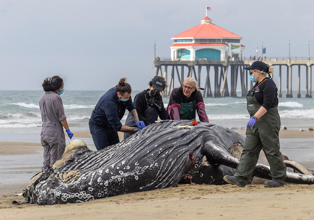 Blunt force Trauma Found On Whale That Washed Up In Huntington Beach blunt-force-trauma-found-on-whale-that-washed-up-in-huntington-beach