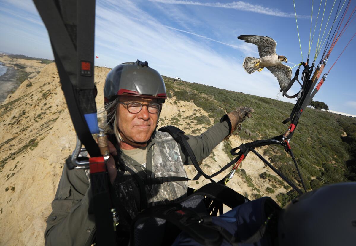 David Metzgar flies a paraglider as his lanner falcon Sophia follows in La Jolla on Jan.14, 2020. Metzgar runs Total Raptor Experience, where he teaches (on land and air) about falcons, hawks and owls. Guests can also fly in a paraglider as his lanner falcon fly along side them.