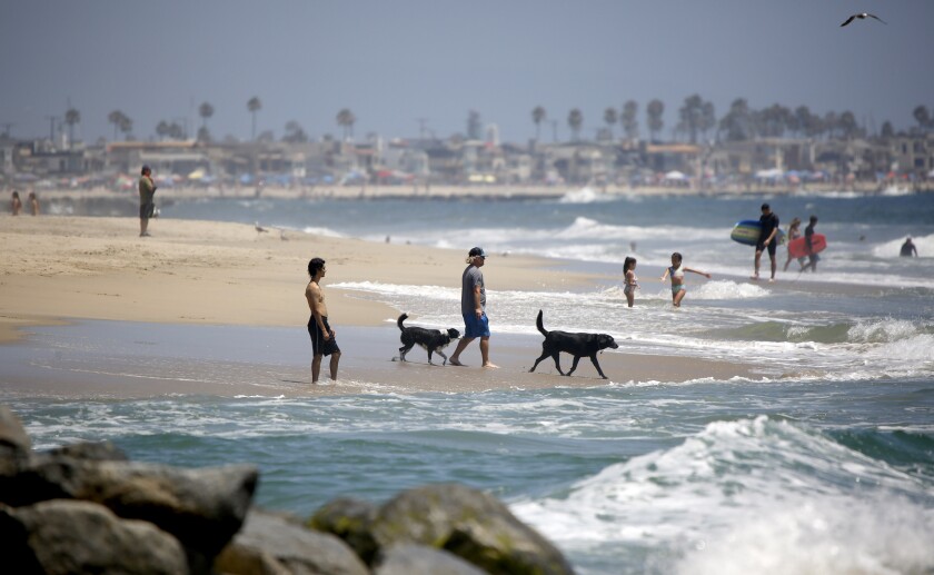 People and their dogs