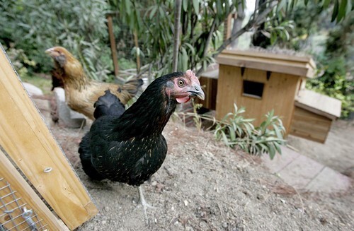 Two chickens roam the backyard of Audrey Diehl and Dakota Witzenburg's Mt. Washington backyard. Diehl and Witzenburg have had them as pets for almost a year.