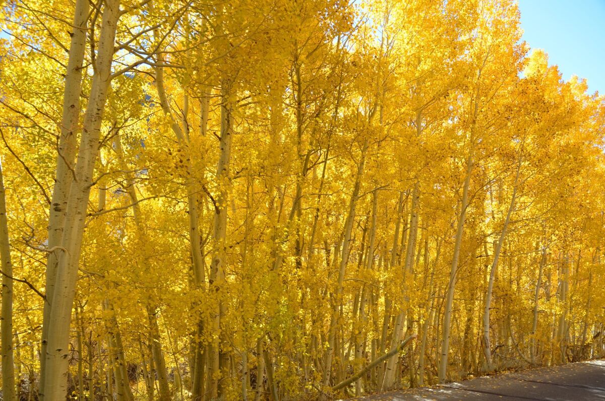 In a prior year, an aspen grove lights up the area around South Lake in Bishop Creek Canyon.