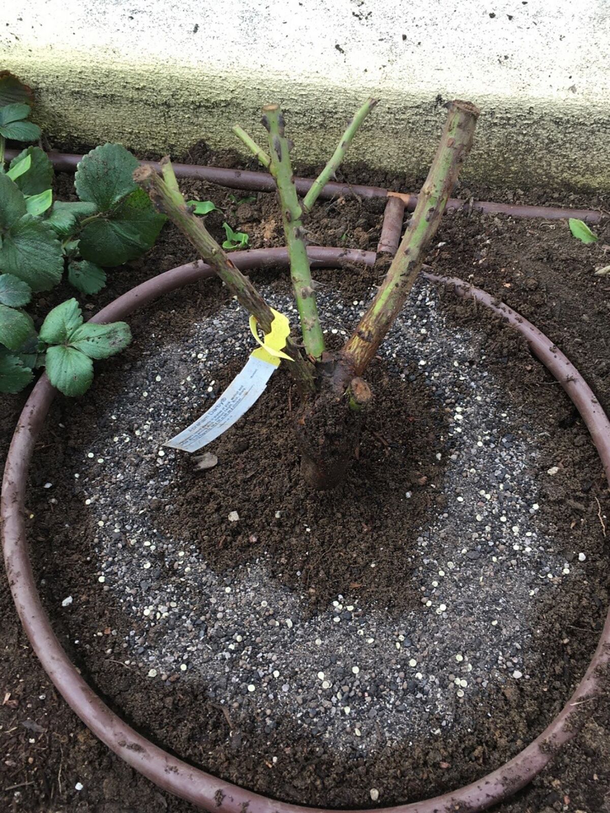 A Netafim drip irrigation system is laid on the soil around a rosebush and is covered with a 3-inch layer of mulch.