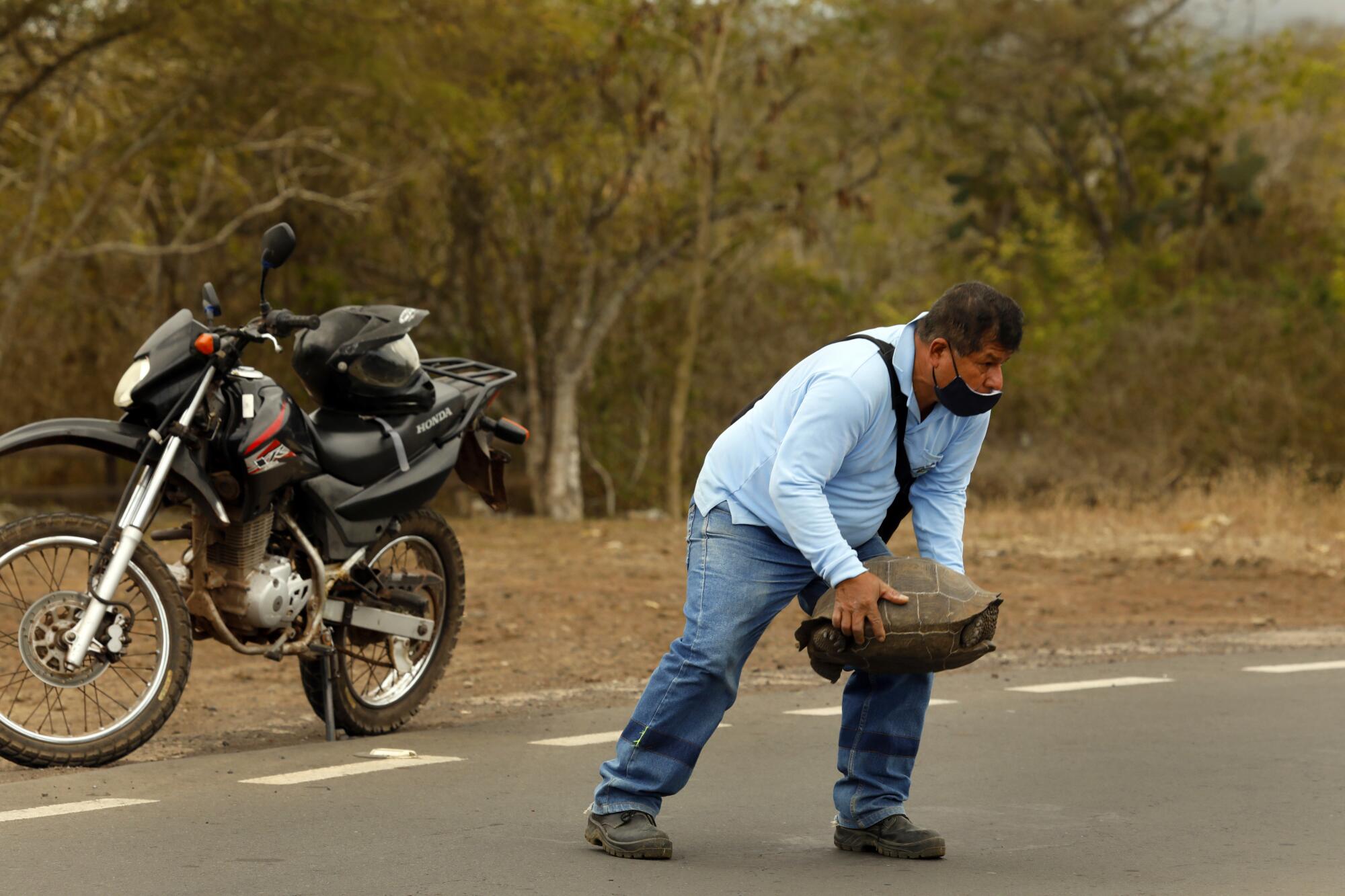 A local resident stops to remove a Galapagos tortoise from the road on the island of Santa Cruz. 