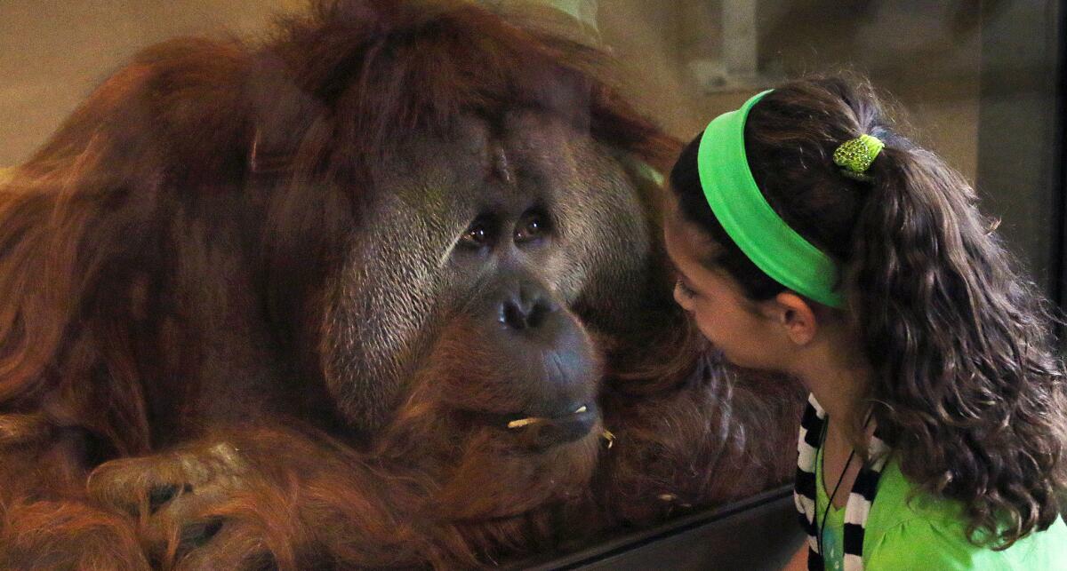Azy interacts with a young visitor. He is a 250-pound, 36-year-old orangutan and the dominant male in the group of eight orangutans in the Simon Skjodt International Orangutan Center at the Indianapolis Zoo, opening on Saturday.