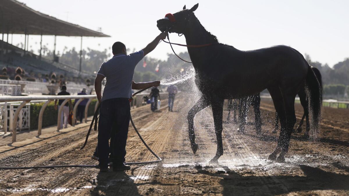 A horse is hosed down following a race on the final day of the winter/spring racing season at Santa Anita Park on Sunday in Arcadia.