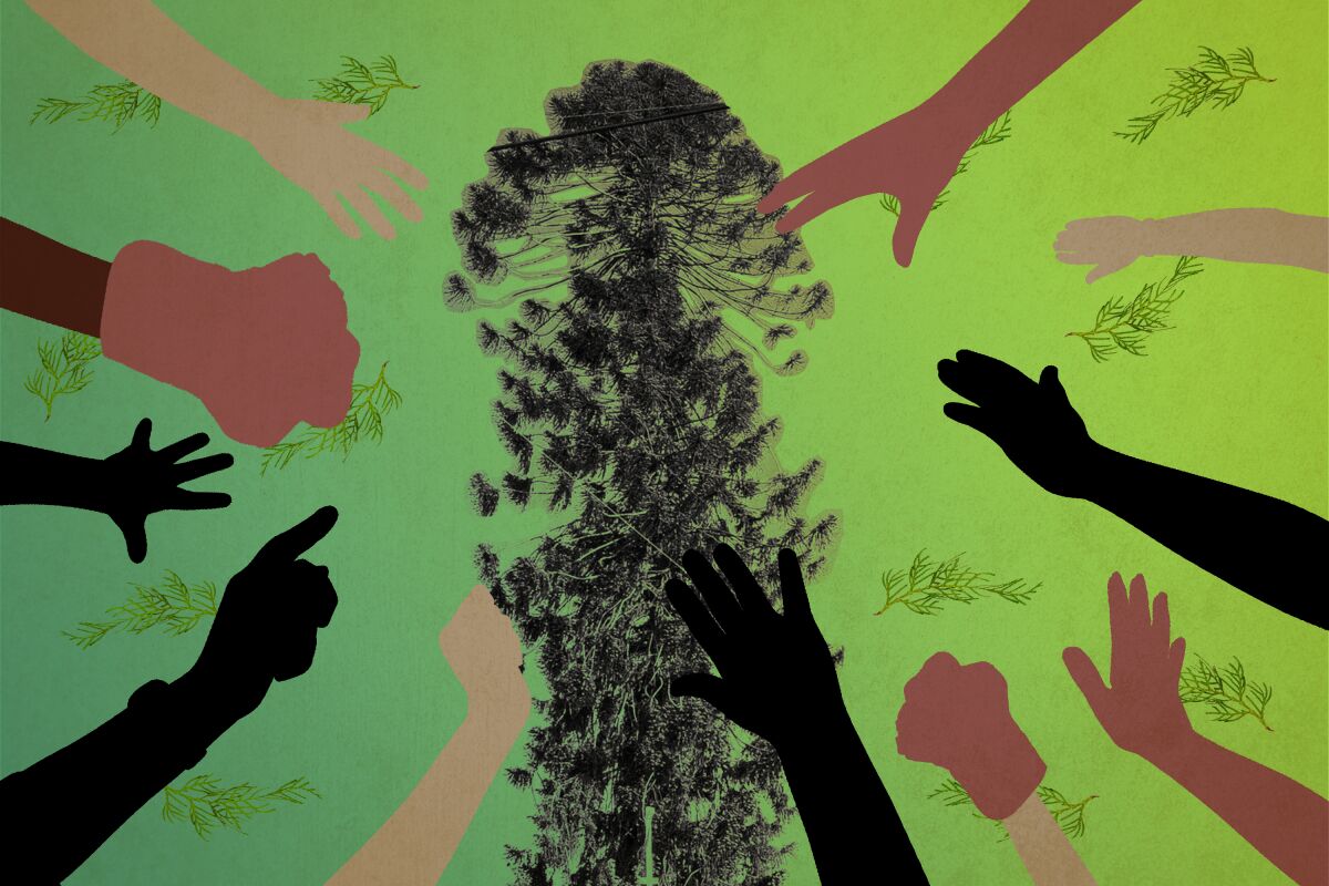 Illustration of hands reaching toward a tree