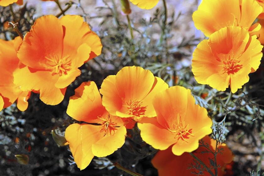 California poppies are a good option for adding color to a low-water landscape design.