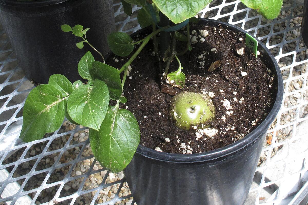 A genetically engineered potato poking through the soil of a planting pot inside a lab in southwestern Idaho.