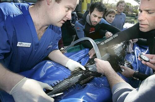 OPERATION: Dr. Lance Adams, left, staff veterinarian at the Long Beach aquarium, reattaches a splint to a freshwater sawfishs injured nose.