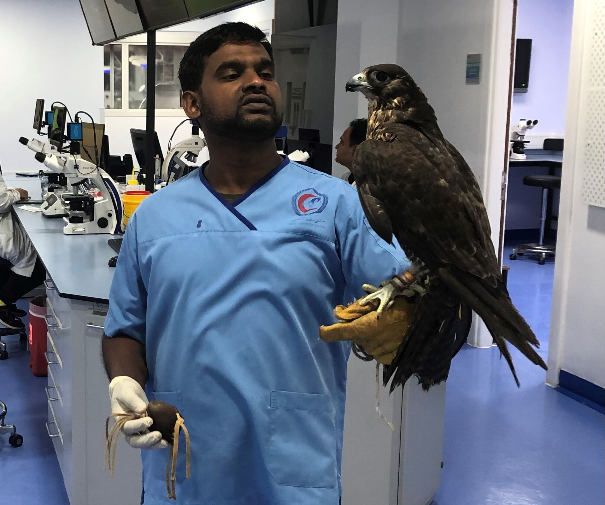 Un medico del Souq Waqif Falcon Hospital di Doha, in Qatar, esamina un falco sul braccio.