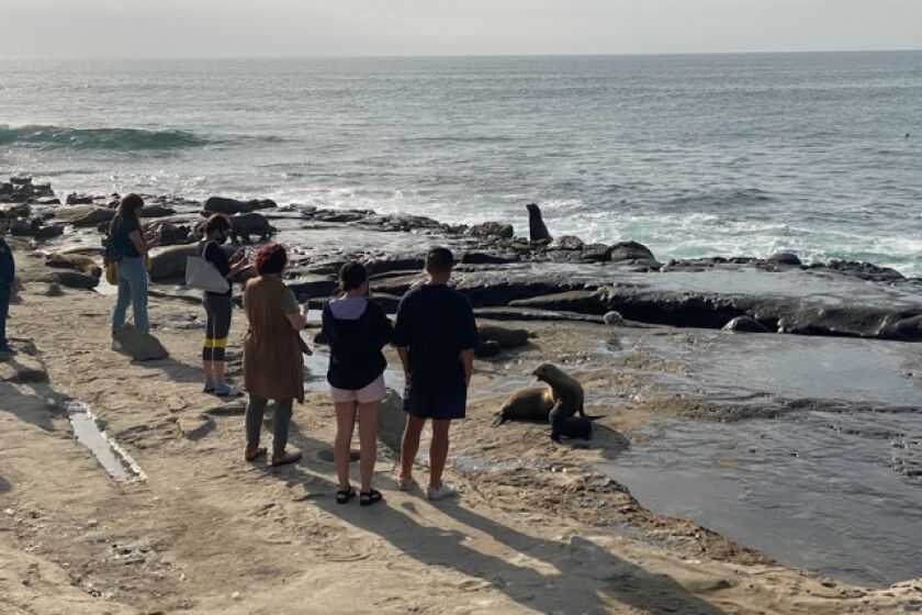 Beachgoers gather to view sea lions hauling out at Point La Jolla.