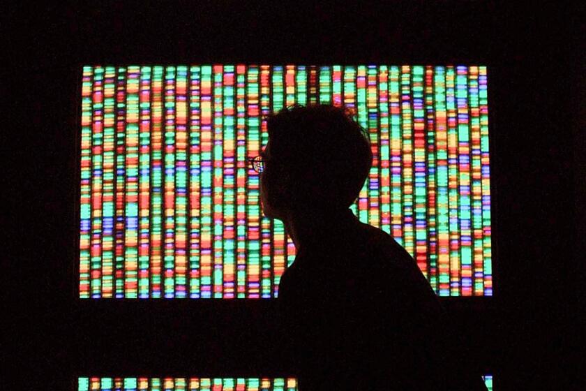 NEW YORK - AUGUST 15: (FILE PHOTO) A visitor views a digital representation of the human genome August 15, 2001 at the American Museum of Natural History in New York City. Fifty Years ago James Watson and Francis Crick published an account of the DNA double helix in the science journal Nature. (Photo by Mario Tama/Getty Images)
