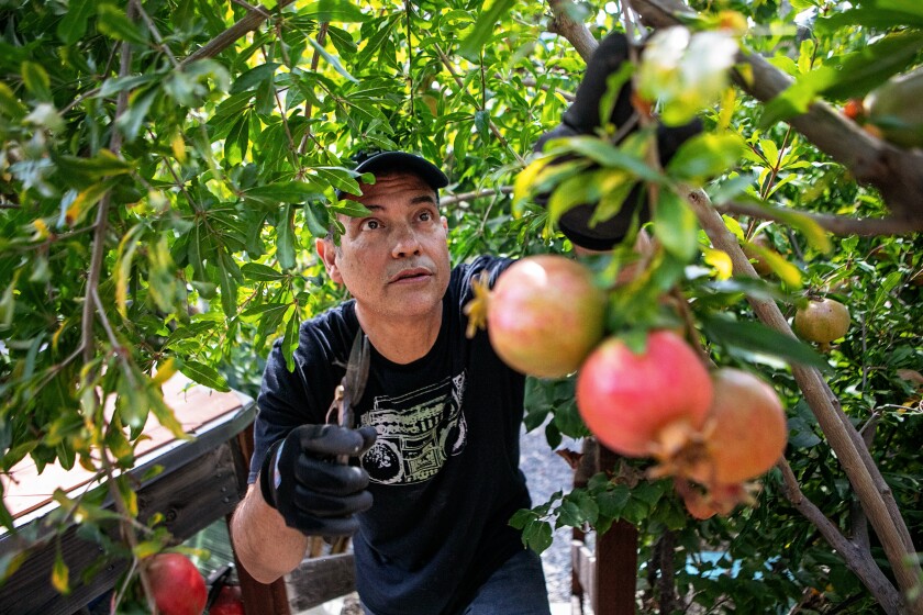 Jose Ramirez reaches through a tree's branches to harvest a fruit.