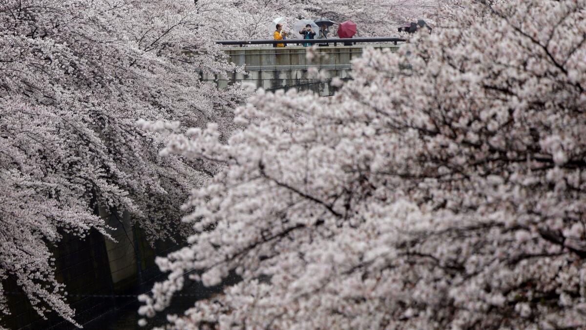 Visitors enjoy the blooming cherry blossoms at the Meguro river in Tokyo.