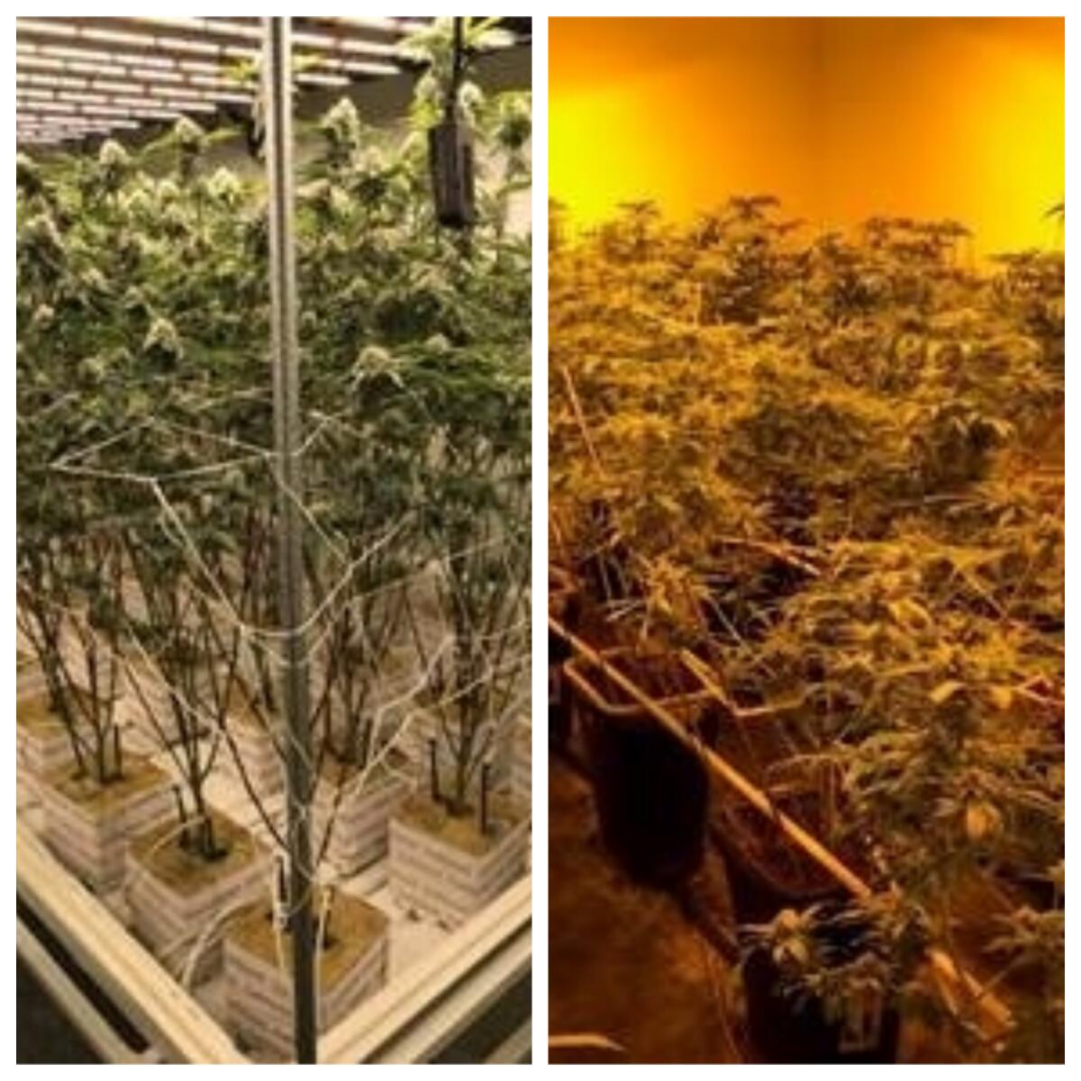 Marijuana plants being grown