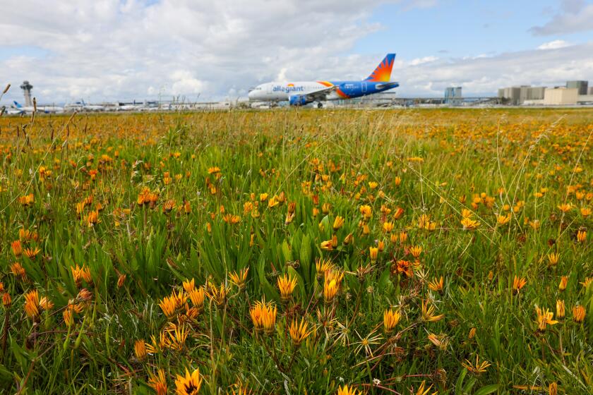 Los Angeles, CA - April 04: An Allegiant Airlines jet taxis at Los Angeles International Airport where travelers are getting a window seat view of wildflower fields blooming between the runways at the airport on Thursday, April 4, 2024 in Los Angeles, CA. (Brian van der Brug / Los Angeles Times)