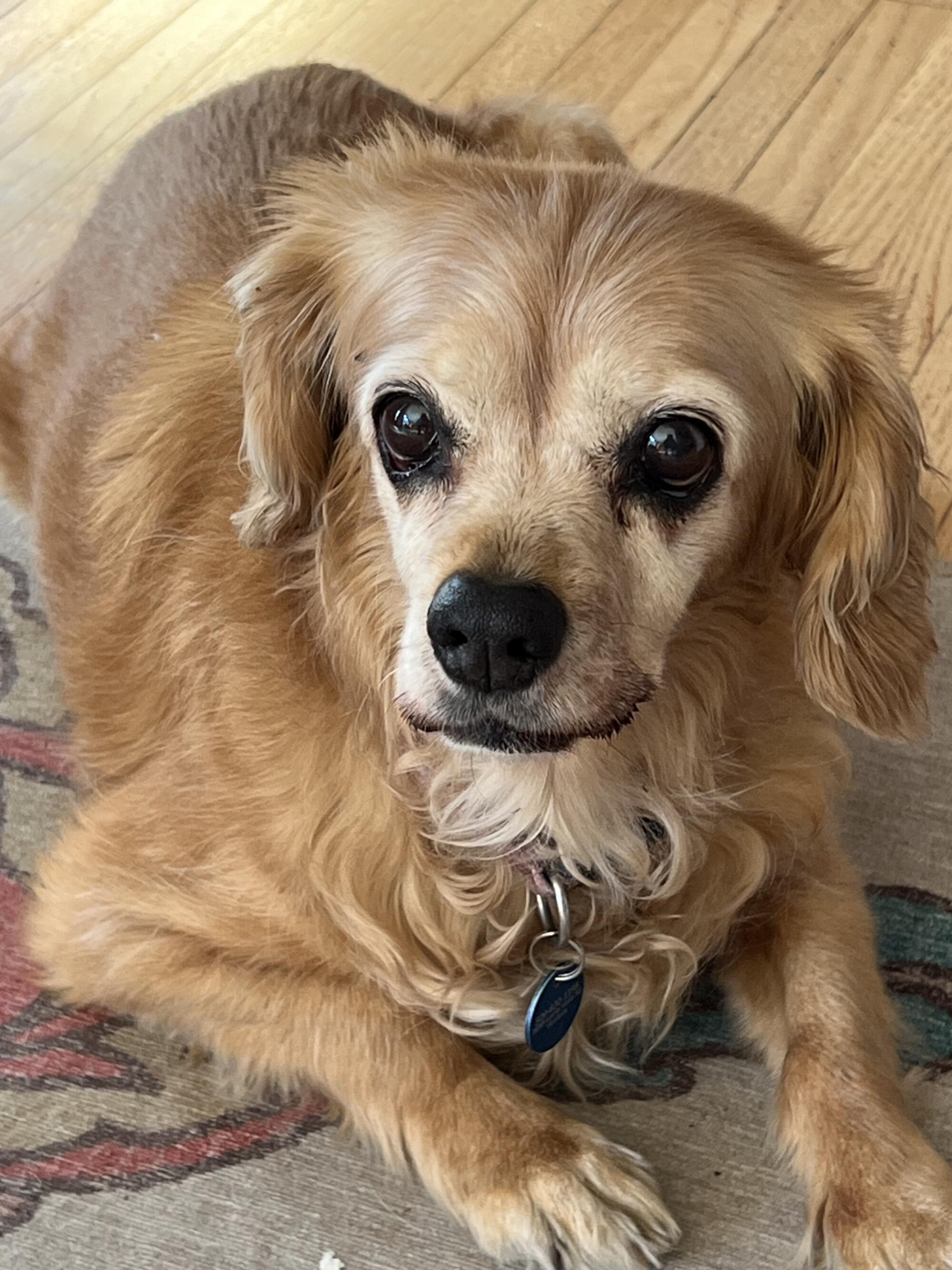 Mazie, a caramel-colored cocker spaniel, facing the camera with deep dark eyes.