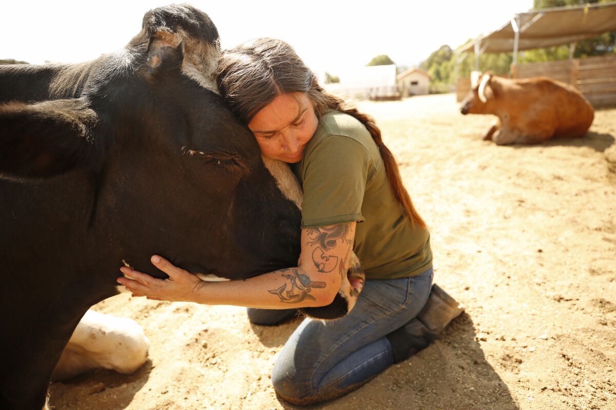 A woman kneels on the dirt as she gently hugs the head of a cow.