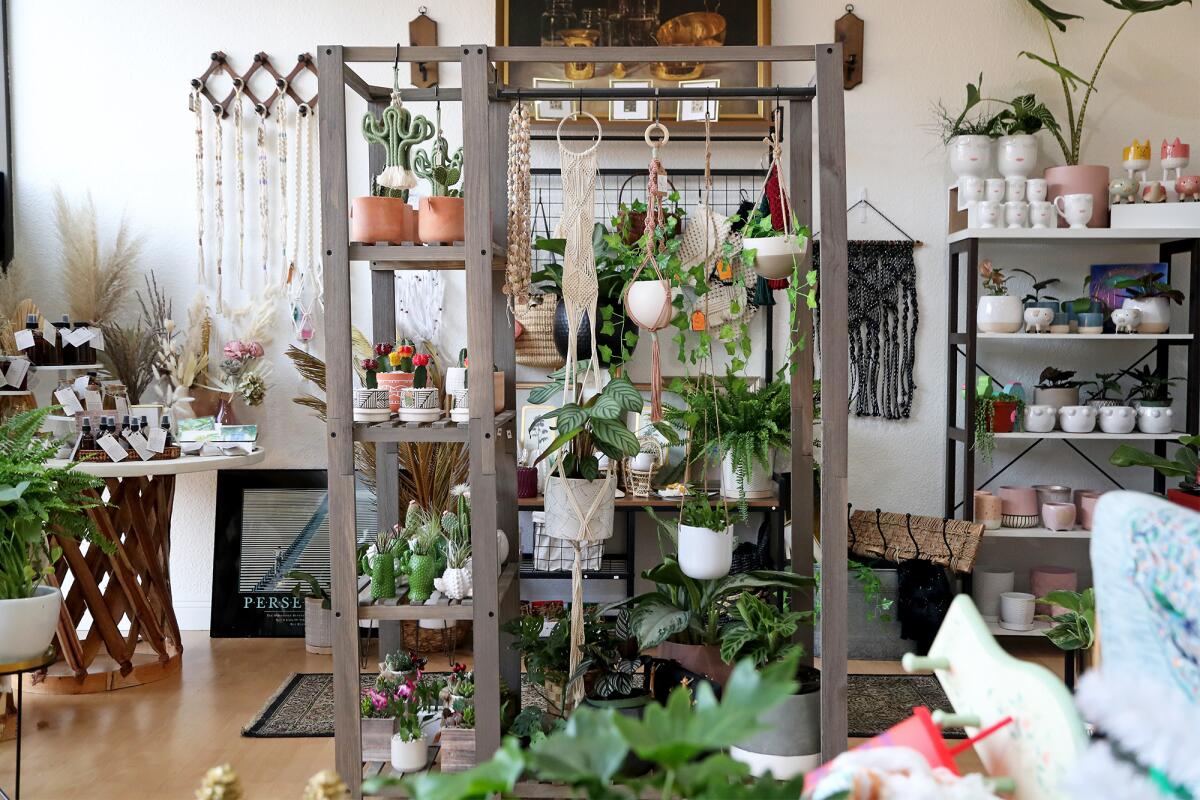 Various plants including succulents on a display at Haus of Belles in Garden Grove.