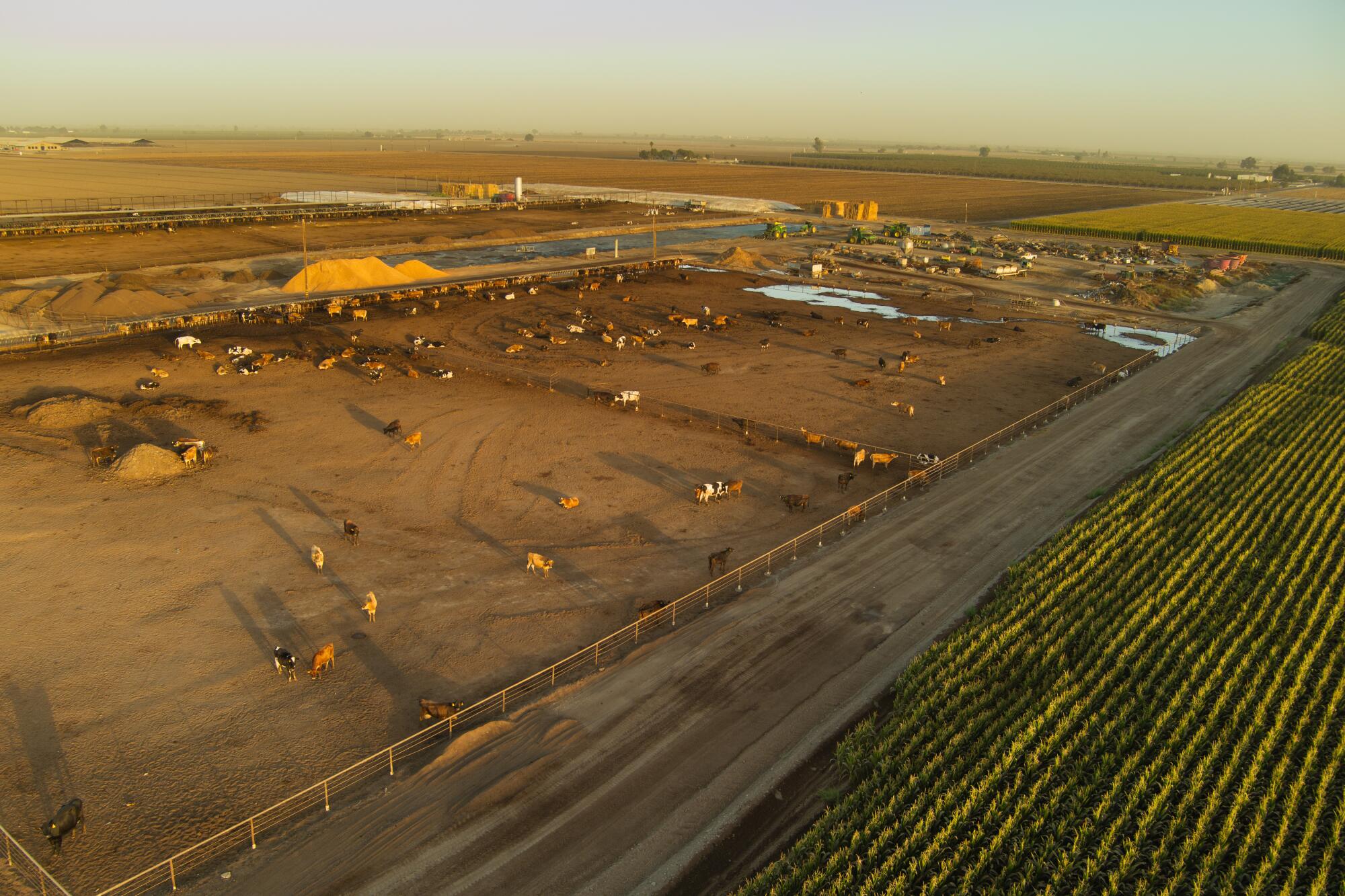 An aerial view of a dairy farm.