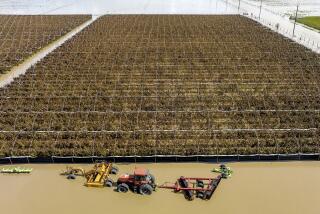 Floodwaters surround farm machinery in the community of Pajaro in Monterey County, Calif., on Monday, March 13, 2023. (AP Photo/Noah Berger)