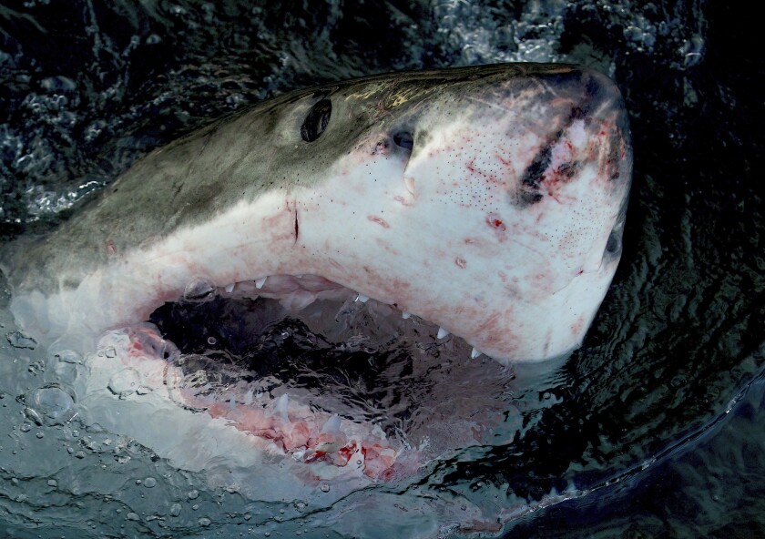 This image released by Warner Bros. Discovery shows a great white shark at the water's surface. 